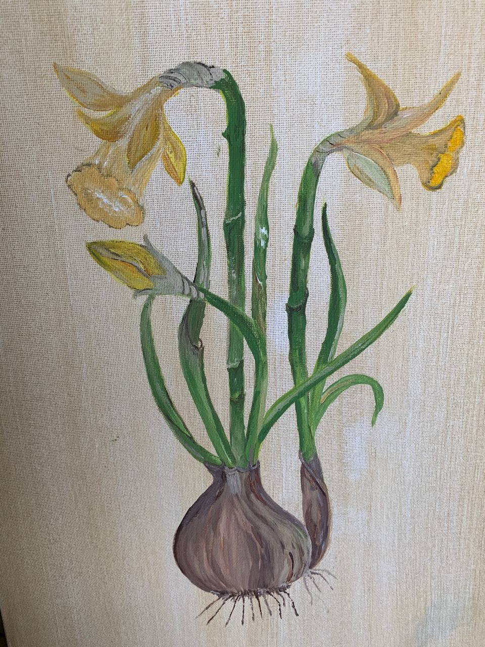 Daffodil bulb botanical painting